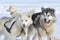 Husky sled dog on sea ice.