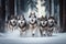 husky sled dog team running through snow-covered forest