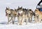 A husky sled dog team at work