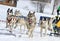 A husky sled dog team at work