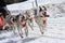 A husky sled dog team at work