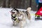 Husky sled dogs team in harness run and pull dog driver. Sled dog racing. Winter sport championship competition