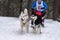 Husky sled dogs team in harness run and pull dog driver. Sled dog racing. Winter sport championship competition