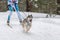 Husky sled dogs team in harness run and pull dog driver. Sled dog racing. Winter sport championship competition