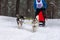 Husky sled dogs team in harness run and pull dog driver. Sled dog racing. Winter sport championship competition