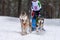 Husky sled dogs team in harness run and pull dog driver. Sled dog racing. Winter sport championship competition