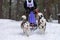 Husky sled dogs team in harness run and pull dog driver. Sled dog racing. Winter sport championship competition