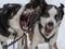 Husky sled dogs very threatening