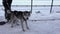 Husky sledding with the musher in winter.