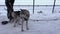 Husky sledding with the musher in winter.