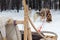 Husky sledge in forest winter