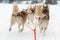 Husky sledge ride in winter landscape. Motion blur