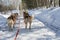 Husky sledge in winter