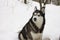 Husky snow winter beautiful proud animal wild dog wolf snow great