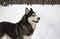 Husky snow winter beautiful proud animal wild dog wolf snow great