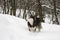 Husky snow winter beautiful proud animal wild dog wolf snow great