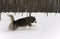 Husky snow winter beautiful proud animal wild dog wolf snow great running leaps through the snow