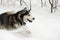 Husky snow winter beautiful proud animal wild dog wolf snow great running leaps through the snow