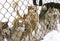 Husky on the street in the aviary, behind a metal bars. Huskies are closely watching someone from behind the bars of the enclosure