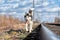 Husky on train tracks