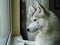 Husky is waiting for the owner near the window