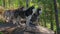 Husky on a walk. cute dogs in the park