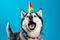husky wearing a party hut and barking