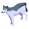 Husky wolf icon, isometric style