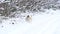 Husky in the woods running through the snow, slow motion of the dog, a winter walk in the woods. A young gray wolf hunts