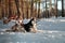 Huskys lying on snow in