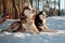 Huskys lying on snow in