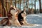 Huskys lying on snow in