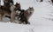 Huskys on snow in winter forest. Ukraine