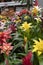 Husmania bromeliad blossom, terrestrial epiphyte indoor ornamental plant