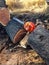 Husqvarna Chain Saw on Large Fallen Tree