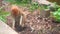 Hussar monkey digging in aviary of zoo.