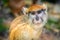 Hussar. shooting through glass. portrait closeup of red monkey at the zoo