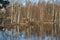 Hut family of beavers on the lake