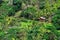 Hut in the green jungle on the mountain, Asia