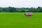 Hut at green paddy fields