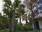 Hut, green trees, mangroves, looming blue sky