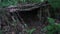 A hut made of branches in the forest, panorama