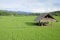 A hut in paddy rice green field