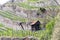 A hut standing in wine plants