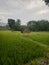 a hut to rest in the middle of the rice fields