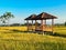 hut. Traditional farmer hut in the middle of rice fields in Asia. gazebo, pergola, ,shack, hovel, cottage in the rice fields