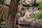 Hutan the Sumatran Tiger sitting in his enclosure