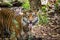 Hutan the Sumatran Tiger sitting in his enclosure