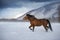 Hutsul horse in winter mountain