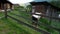 Hutsul man mowing grass in his yard.